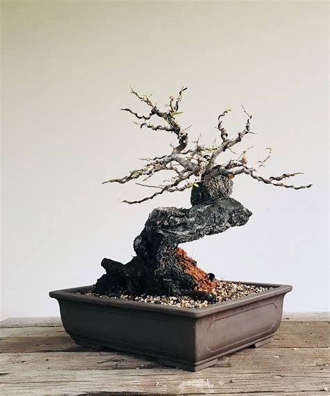 Works ok on the dark ebony table in our ensuite- too dark an area unfortunately for me to use a real bonsai here so this does the trick. . Black ebony bonsai tree